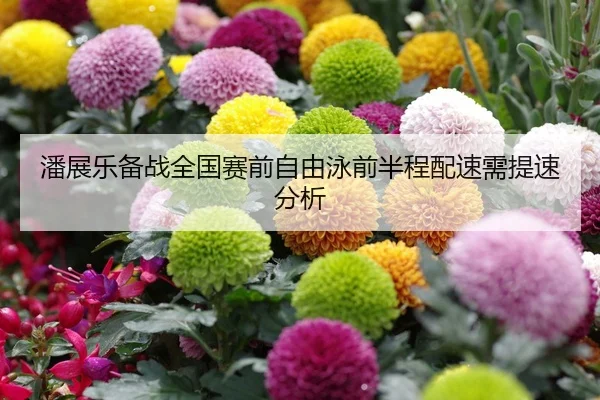 潘展乐备战全国赛前自由泳前半程配速需提速分析